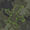 Donald Duck Camo Donald Duck Camo